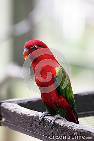 Australian King Parrot Stock Photo