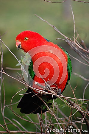 Australian King Parrot Stock Photo