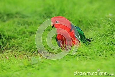 Australian king parrot Stock Photo