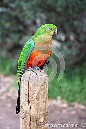 Australian King Parrot, Alisterus scapularis, perched on a fence post, Kennett River, Victoria, Australia Stock Photo