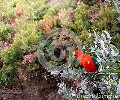 Australian king parrot, Alisterus scapularis Stock Photo