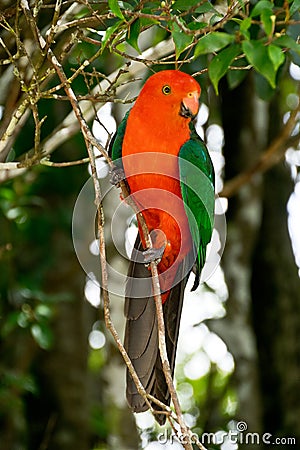 Australian King Parrot Stock Photo