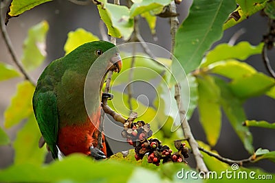 Australian King Parrot Stock Photo