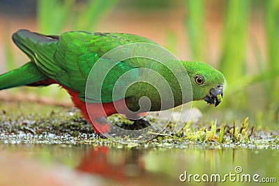 Australian king parrot Stock Photo