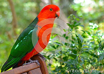 Australian King Parrot Stock Photo