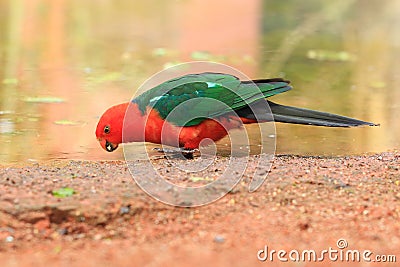 Australian king parrot Stock Photo