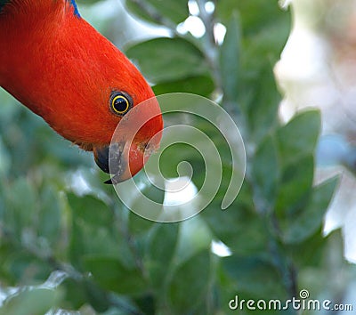 Australian king-parrot - security check Stock Photo