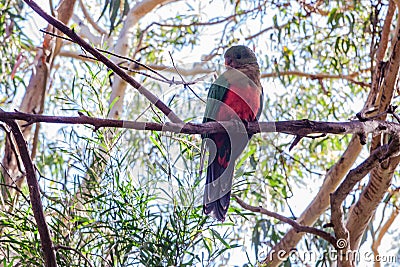 Australian King Parrot sitting on an eucalyptus tree Stock Photo