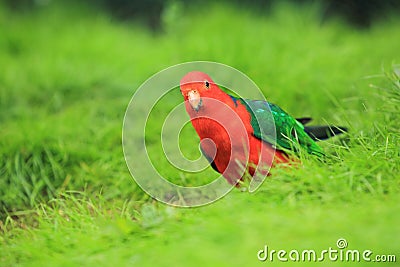 Australian king parrot Stock Photo