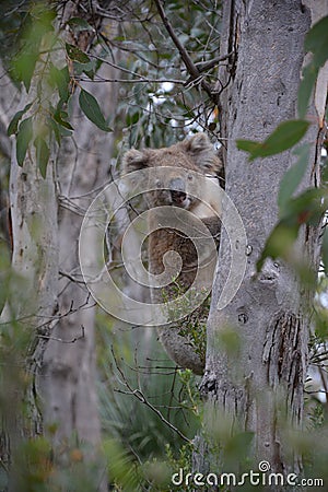 Koala Stock Photo