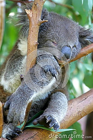 Australian Koala Stock Photo