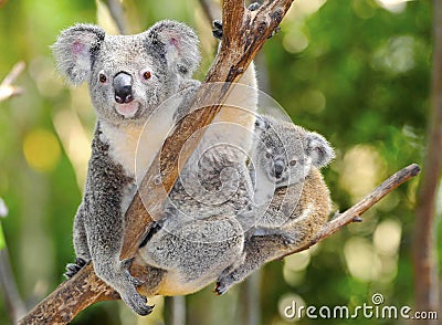 Australian koala bear with cute baby australia Stock Photo