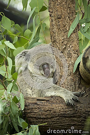 Australian koala bear sitting on a branch Stock Photo