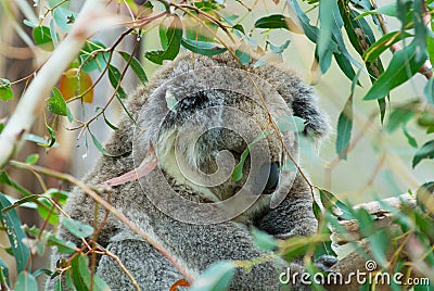 Australian koala bear sleeping on a branch of eucalyptus tree in Victoria, Australia. Stock Photo