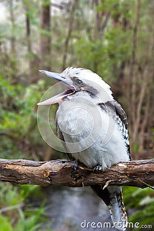 Australian Kookaburra Stock Photo