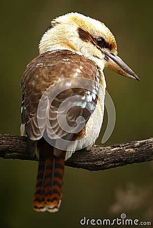 Australian Kookaburra Stock Photo