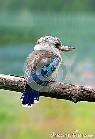 Australian Kookaburra - Dacelo novaeguineae. Largest kingfisher bird. Stock Photo