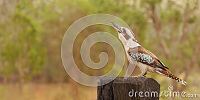 Australian Kookaburra Laughing Jackass Stock Photo