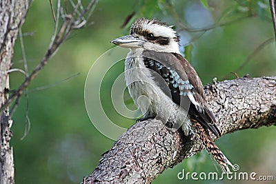 Australian Kookaburra Stock Photo