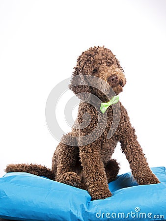 Australian labradoodle portrait Stock Photo