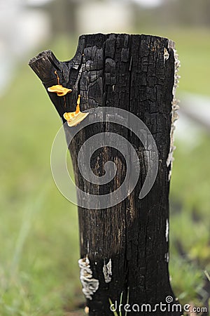 Australian Landscape Burnt Black Stump with Bracket Fungi Stock Photo