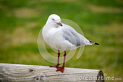 Australian Laridae order Lari seagull Stock Photo