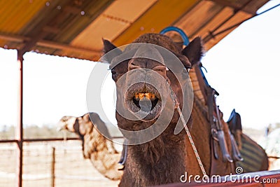 Australian Laughing Camel Stock Photo