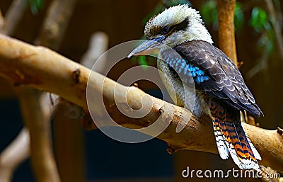 Australian laughing kookaburra bird Stock Photo