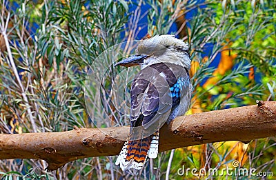 Australian laughing kookaburra bird Stock Photo