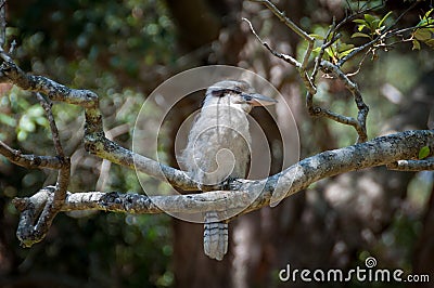 Australian laughing kookaburra sitting on a branch Stock Photo