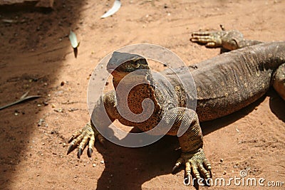 Australian lizard Stock Photo