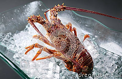 Australian lobster Stock Photo