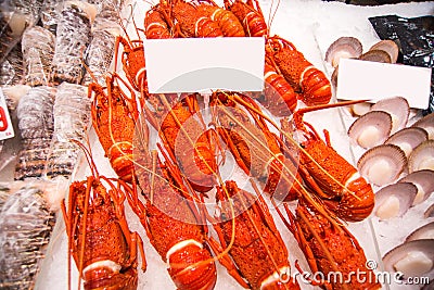 Australian lobster Stock Photo