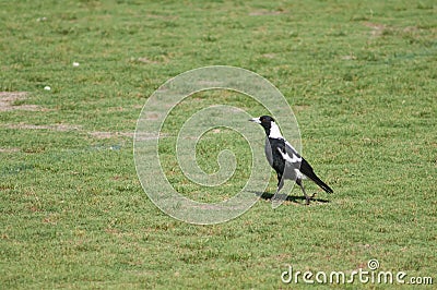 Australian magpie. Stock Photo