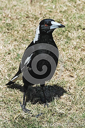 The australian magpie gymnorhina tibicen is a medium sized black Stock Photo