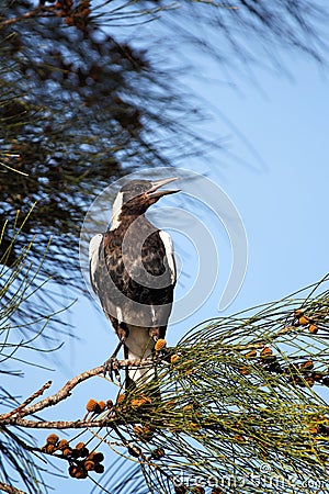 Australian magpie (Gymnorhina tibicen) Stock Photo