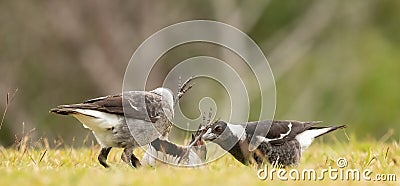 Australian magpie (Gymnorhina tibicen) young birds play making on the ground, Gold Coast, Australia. Stock Photo