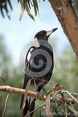Australian magpie in a tree Stock Photo