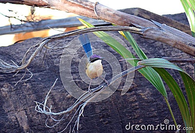 Australian Male Purple-Crowned Fairy wren Stock Photo