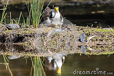 Australian Masked Lapwing Stock Photo