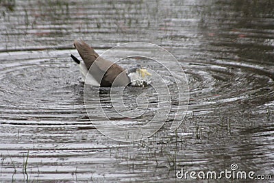 An Australian Masked Lapwing Taking a Bath Stock Photo