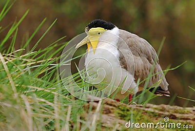 Australian masked lapwing Vanellus miles Stock Photo