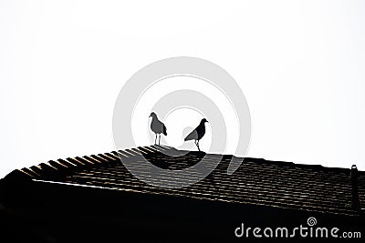 Silhouette of a pair of Australian Masked Lapwings (Vanellus miles) Stock Photo