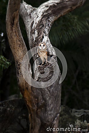 Australian Masked Owl Stock Photo