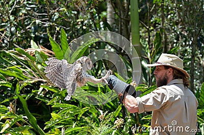 Australian masked owl Editorial Stock Photo
