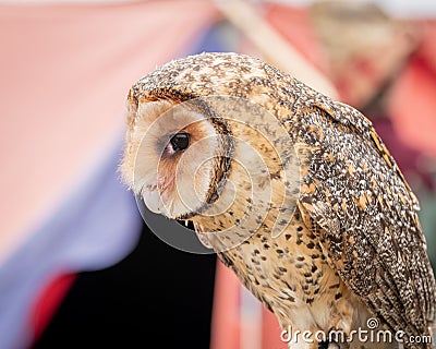 Australian masked owl perched looking down - profile view of face, beak and eye Stock Photo