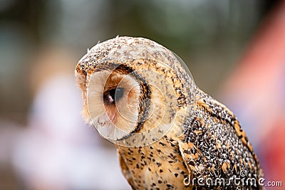 Australian masked owl perched looking down - side view of face, beak and eye Stock Photo