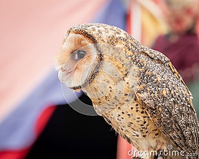 Australian masked owl perched looking to side - profile view of face, beak and eye Stock Photo