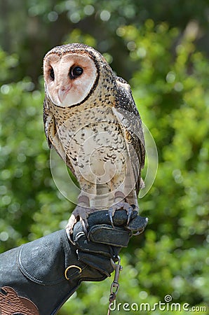 Australian masked owl Stock Photo