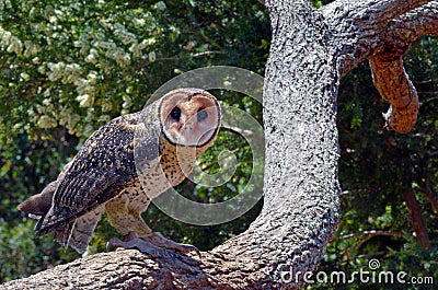 Australian masked owl Stock Photo